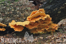 Laetiporus montanus