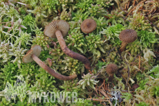 Inocybe lanuginosa