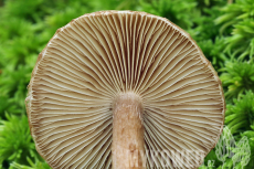 Inocybe stellatospora