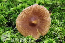 Inocybe proximella