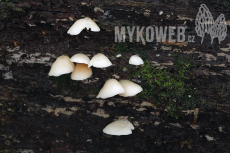 Crepidotus applanatus