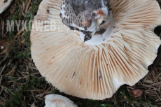 Russula nigricans