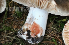 Russula nigricans