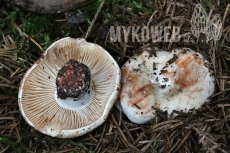 Russula nigricans