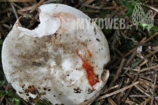 Russula nigricans