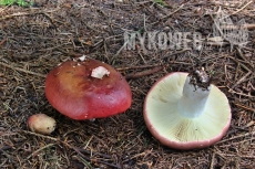 Russula vinosa