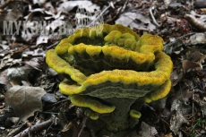 Phaeolus schweinitzi