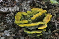 Phaeolus schweinitzi