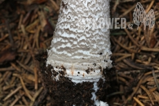 Amanita excelsa