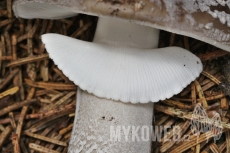 Amanita excelsa