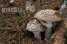 Amanita excelsa