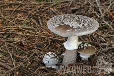 Amanita excelsa