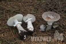 Amanita excelsa