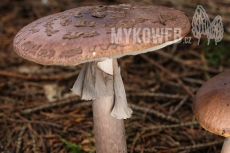 Amanita porphyria