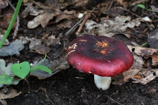 Russula atropurpurea