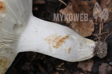 Russula heterophylla