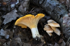 Cantharellus subpruinosus