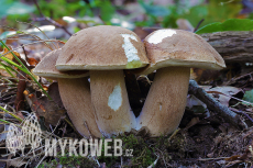 Boletus reticulatus