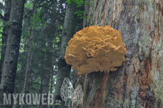 Laetiporus montanus