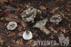 Russula albonigra