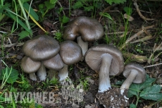 Entoloma clypeatum