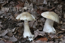 Entoloma sinuatum