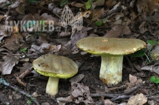 Hemileccinum impolitum