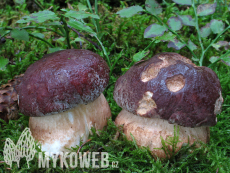 Boletus pinophilus