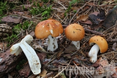 Russula decolorans