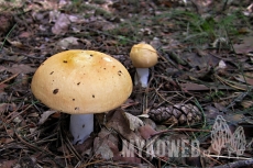 Russula decolorans