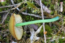 Entoloma incanum