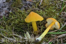 Hygrocybe acutoconica