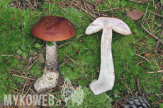 Leccinum vulpinum