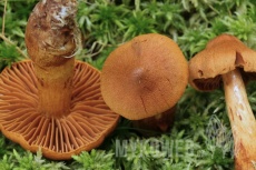 Cortinarius rubellus (skvělý)