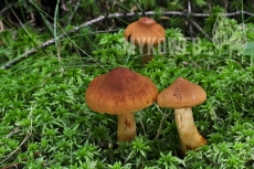 Cortinarius rubellus (skvělý)