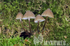 Mycena silvae-nigrae