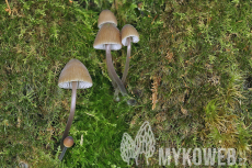 Mycena silvae-nigrae