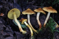 Cortinarius cinnamomeoluteus