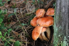 Pholiota astragalina