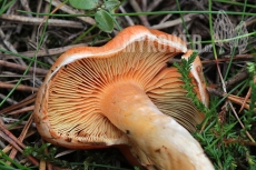 Pholiota astragalina