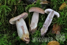 Lactarius uvidus