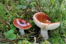 Russula subrubens
