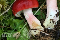 Russula subrubens