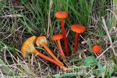 Hygrocybe cantharellus