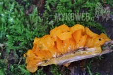 Dacrymyces chrysospermus