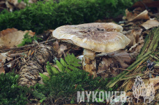 Tricholoma matsutake