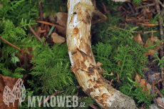 Tricholoma matsutake