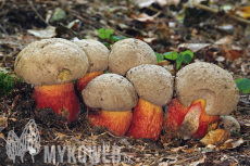 Boletus calopus