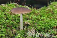 Pluteus luctuosus