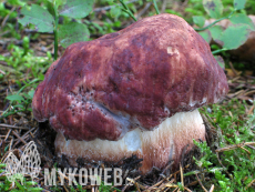 Boletus pinophilus